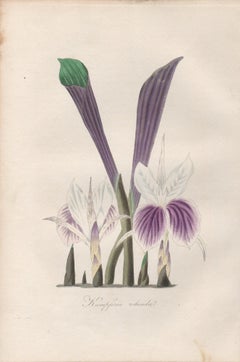 Kaempferia rotunda, antique botanical purple orchid flower engraving