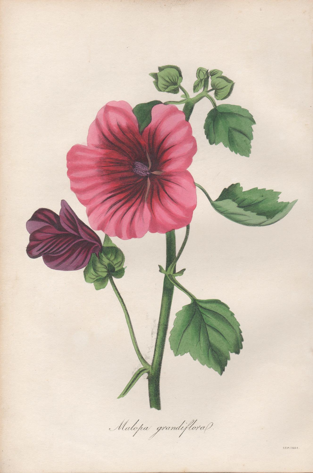 Frederick William Smith Print - Malopa grandiflora, antique botanical flower engraving