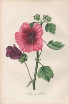 Malopa grandiflora, antique botanical flower engraving