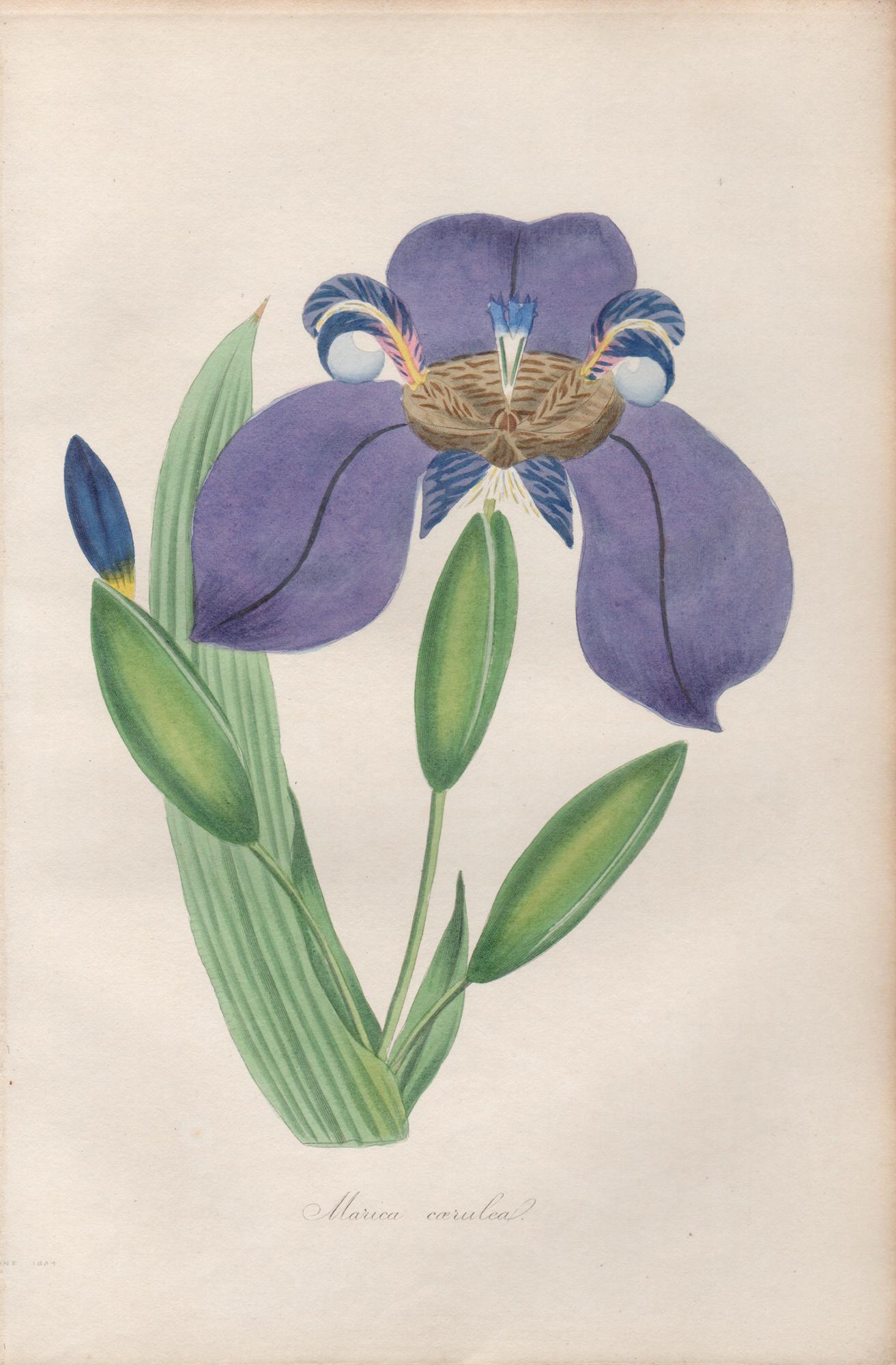 Frederick William Smith Print - Marica caerulea, antique botanical purple flower engraving