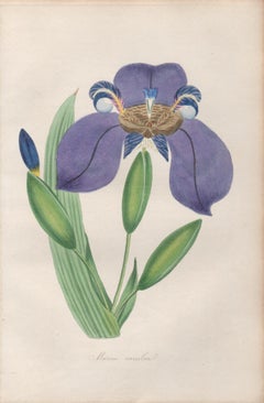 Marica caerulea, ancienne gravure de fleurs botaniques violettes