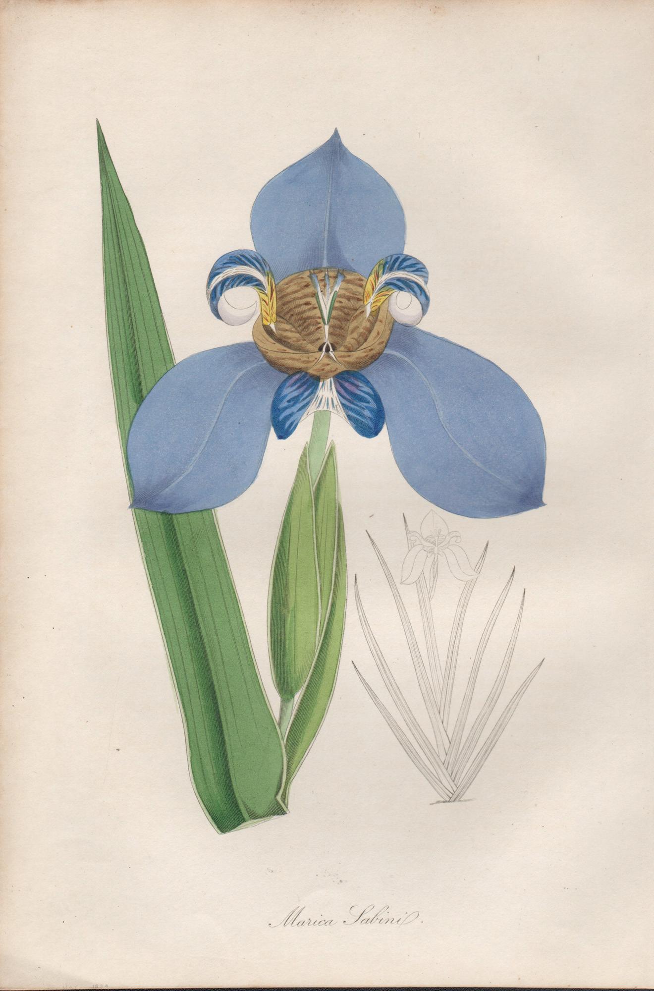 Frederick William Smith Print - Marica Sabini, antique botanical blue flower engraving