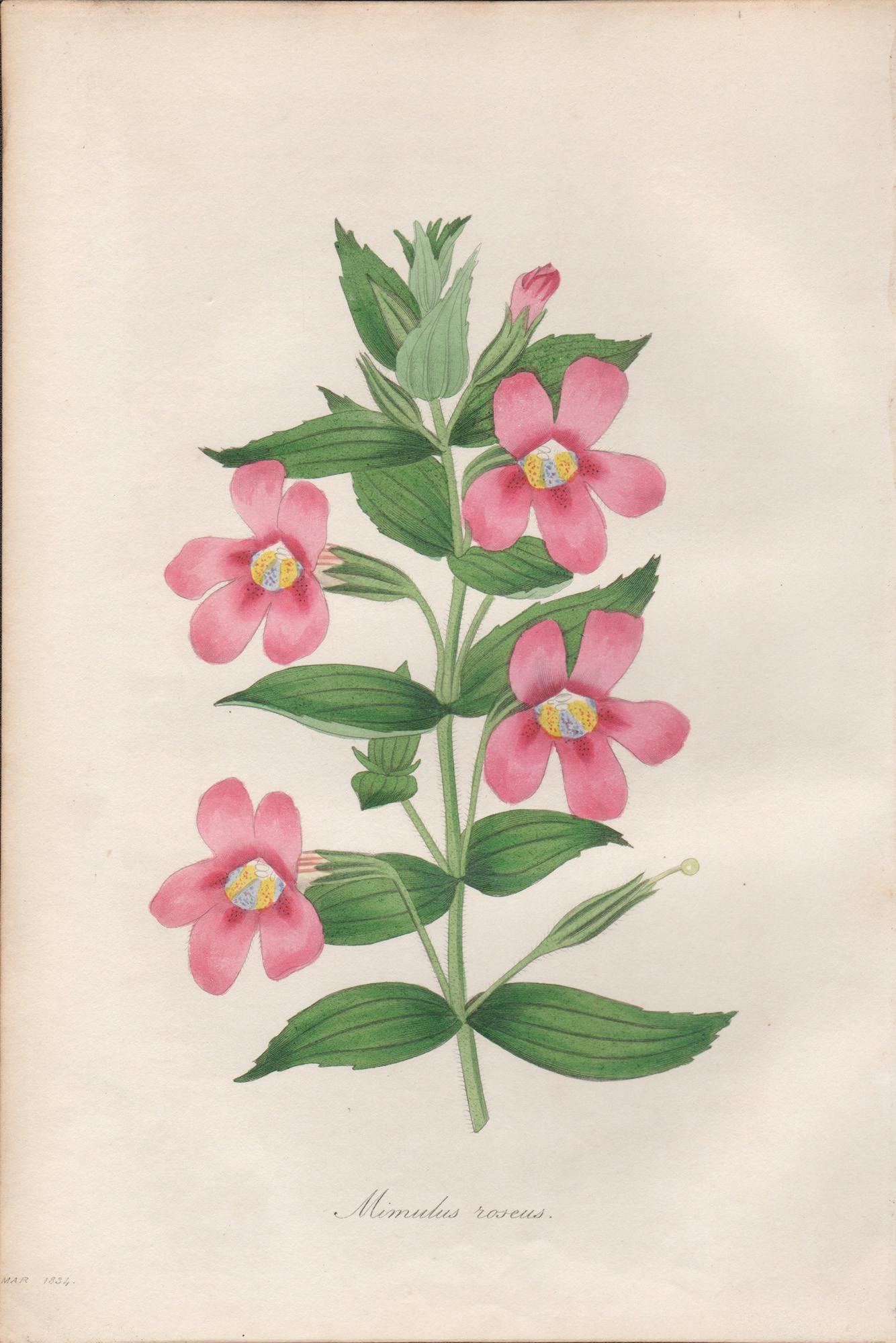 Frederick William Smith Still-Life Print - Mimulus roseus, antique botanical pink flower engraving