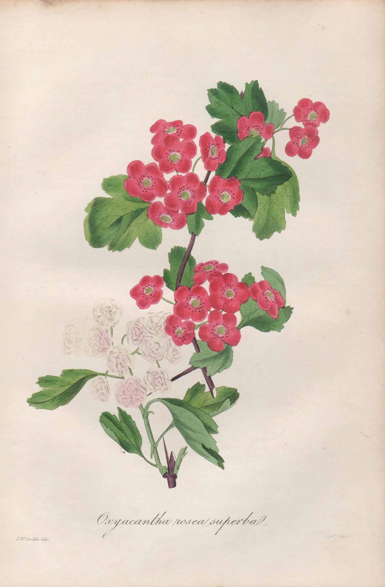 Frederick William Smith Print – Oxyacantha Rosea Superba, antike botanische rosa Blumengravur