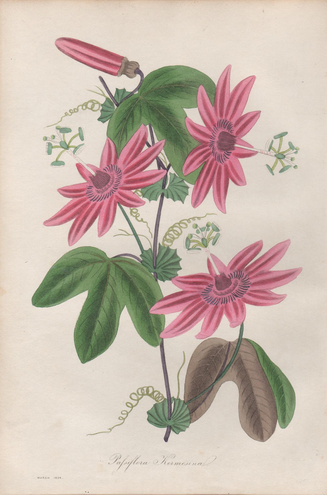 Print di Frederick William Smith - Passiflora Kermesina, antica incisione botanica di fiori rosa di passiflora