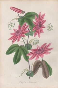 Passiflora Kermesina, antique botanical pink flower passionflower engraving
