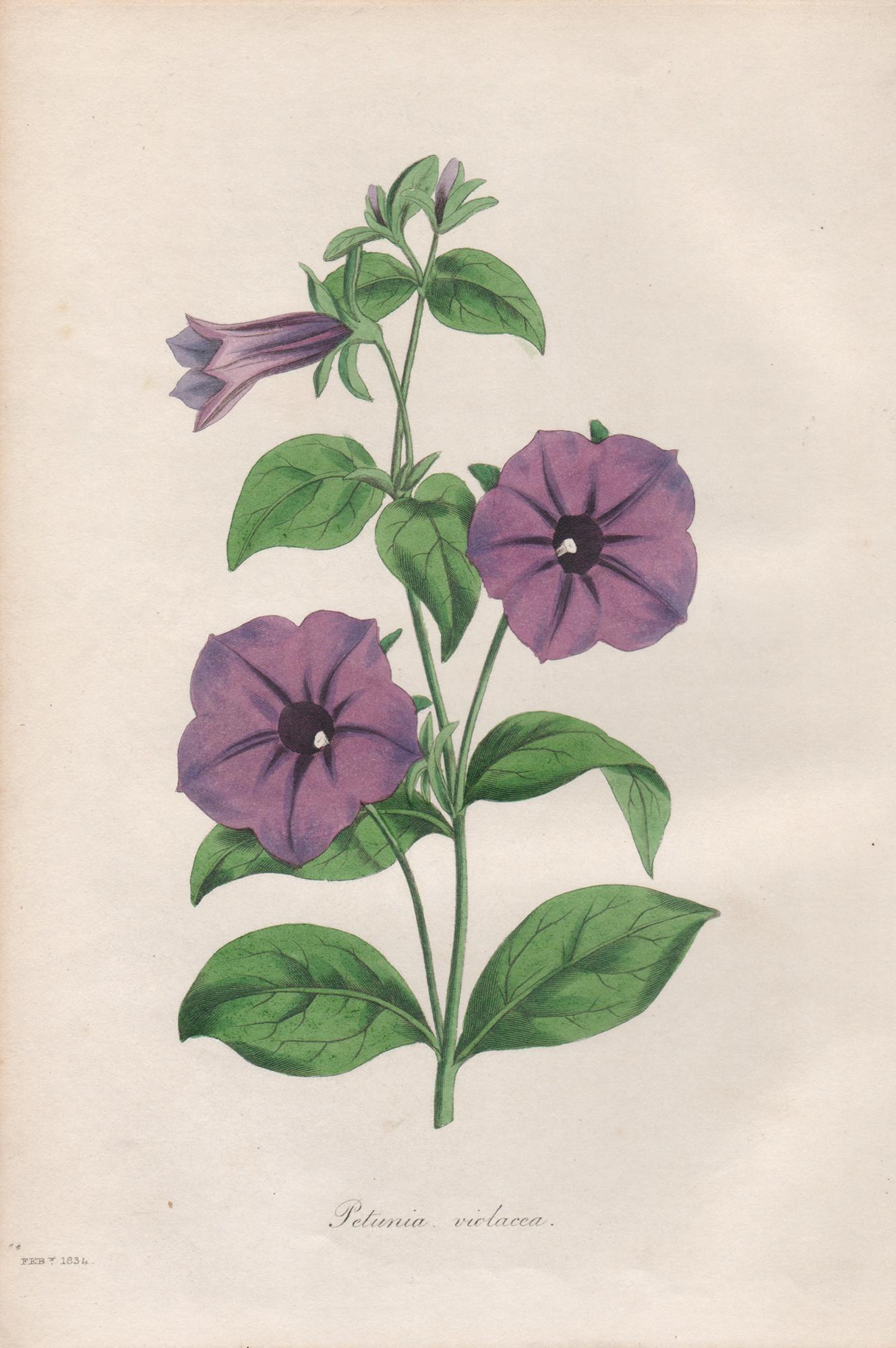Petunia violacea, antike botanische lila Blumengravur