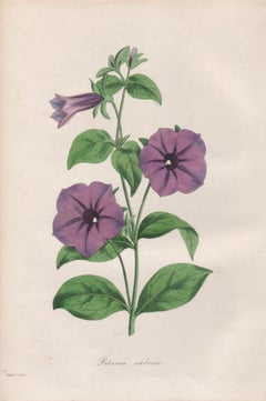 Petunia violacea, gravure de fleurs botaniques violettes ancienne