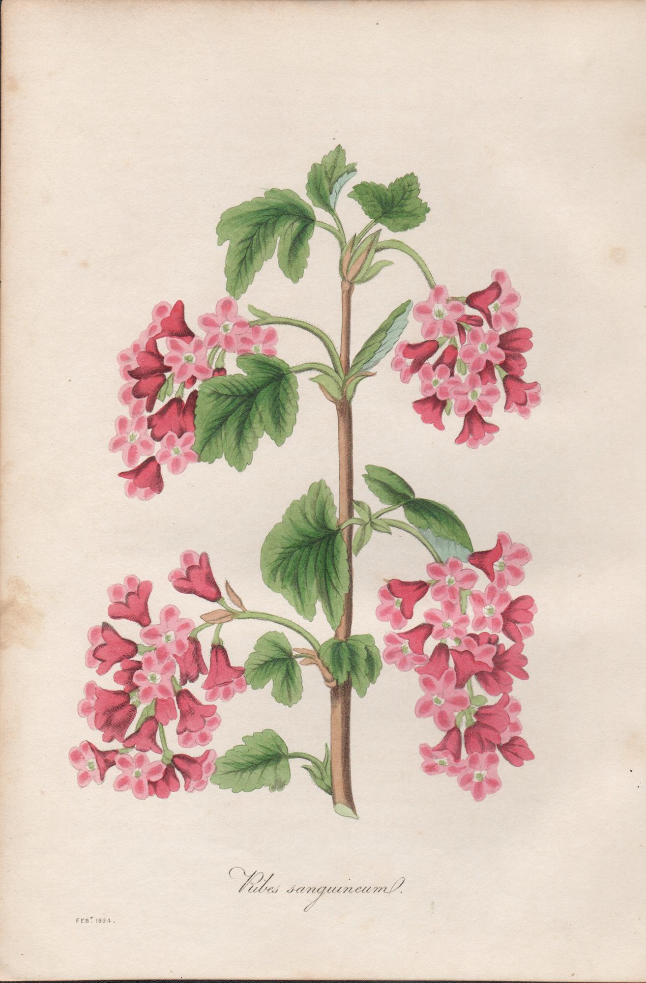 Frederick William Smith Print - Ribes sanguineum, antique botanical pink flower engraving