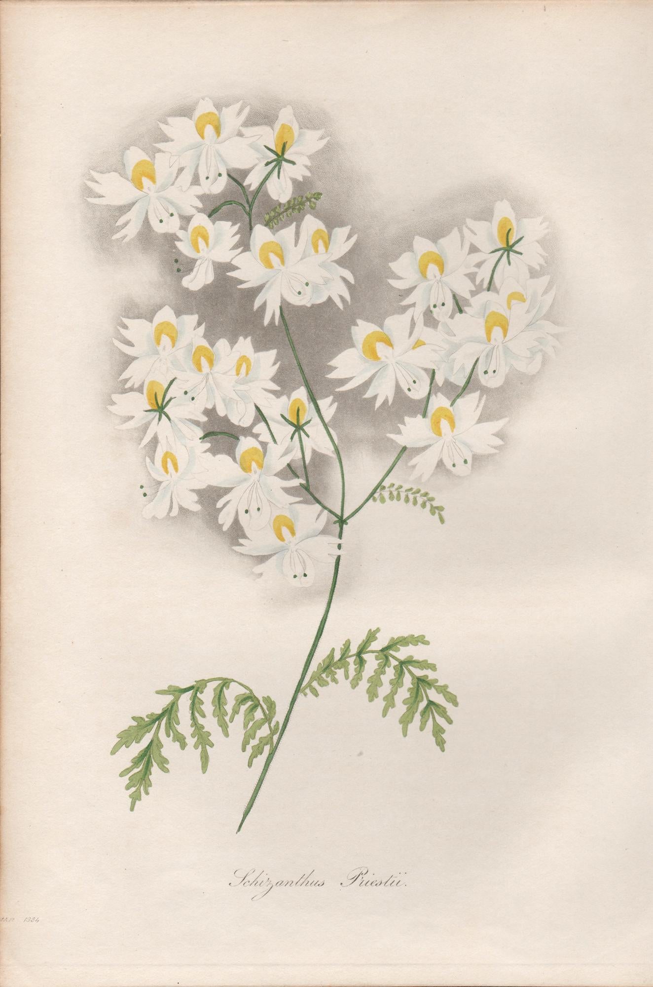 Frederick William Smith Print - Schizanthus Priestii, antique botanical white flower engraving