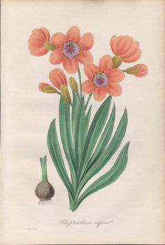 Streptanthera cuprea, antike botanische Blumengravur
