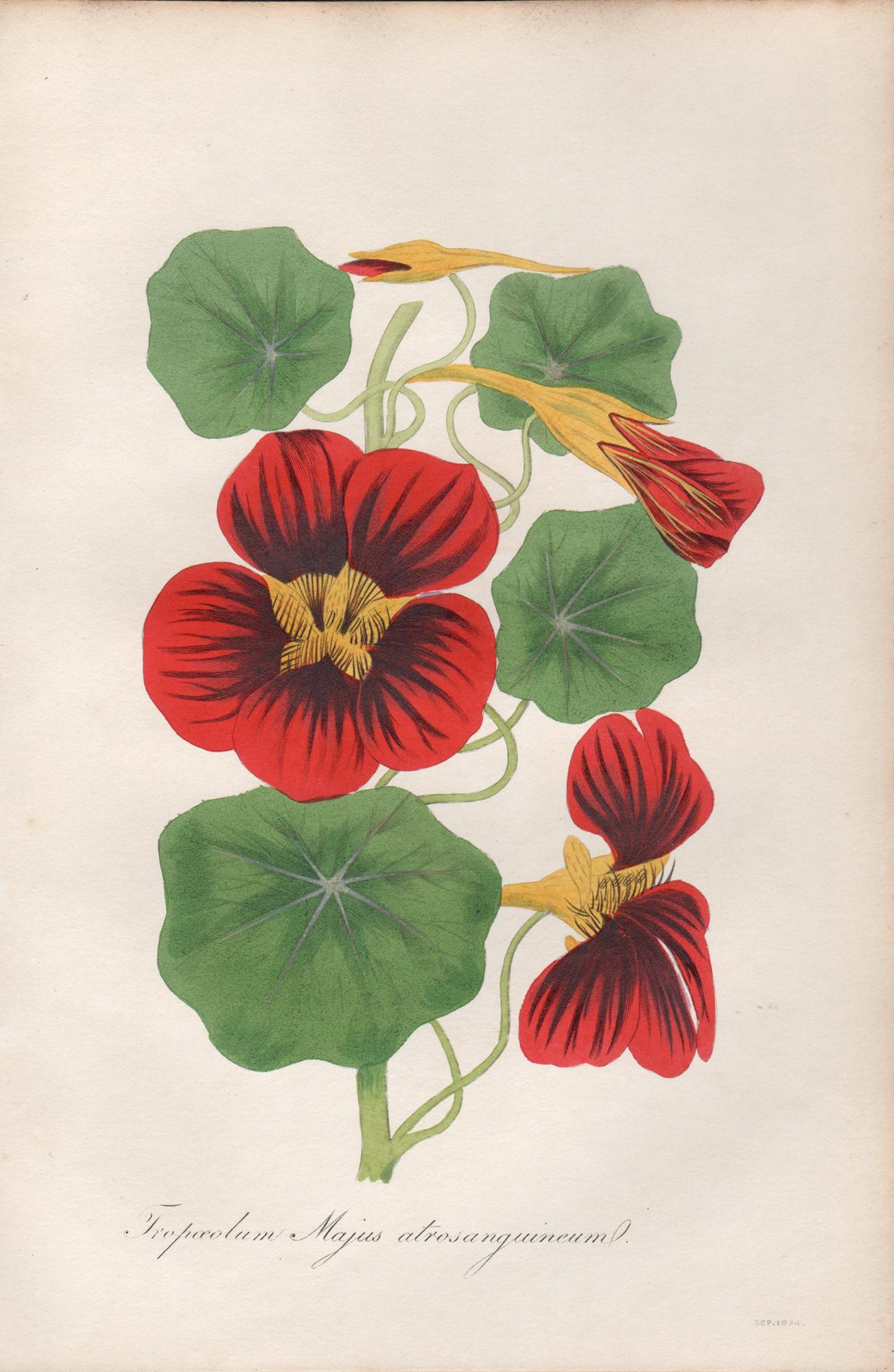 Frederick William Smith Print - Tropaeolum Majus Atrosanguineum, antique botanical nasturtium flower engraving