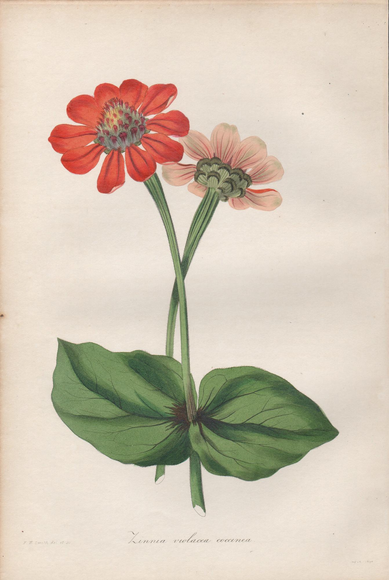 Zinnea violacea coccinea, gravure de fleurs rouges botaniques ancienne