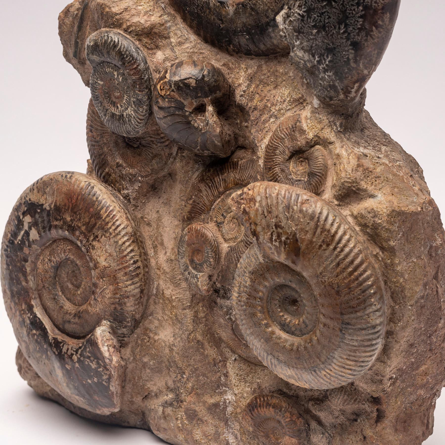 Free Standing Fossil Ammonite Cluster from Madagascar, Cretaceous Period 2