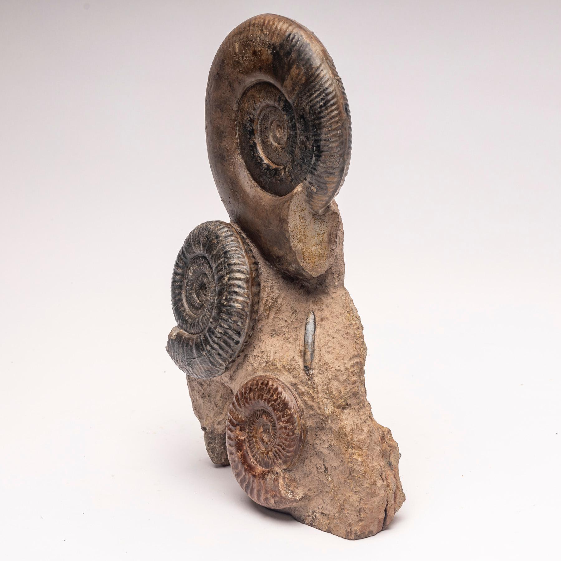 Free Standing Fossil Ammonite Cluster from Madagascar, Cretaceous Period 3