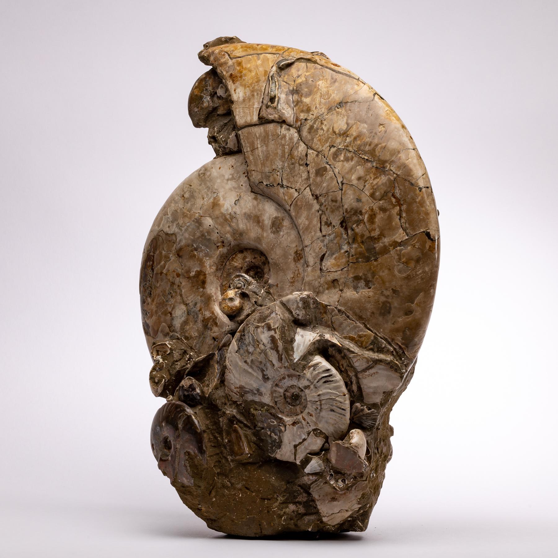 This museum quality Cleaniceras ammonite cluster from Madagascar comes from the Cretaceous period.
  