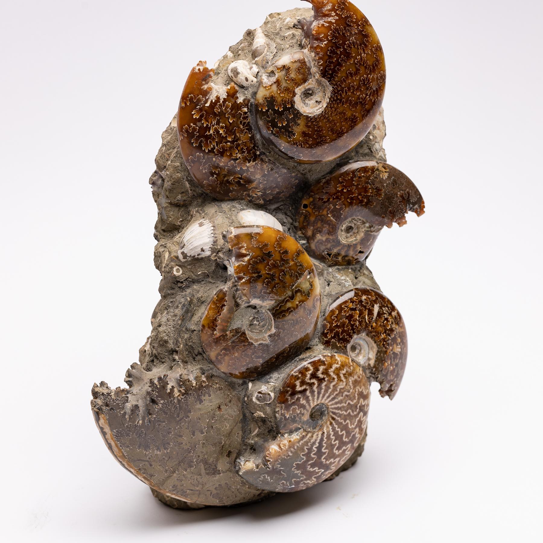 This museum quality cleaniceras ammonite cluster from Madagascar comes from the Cretaceous period.
  