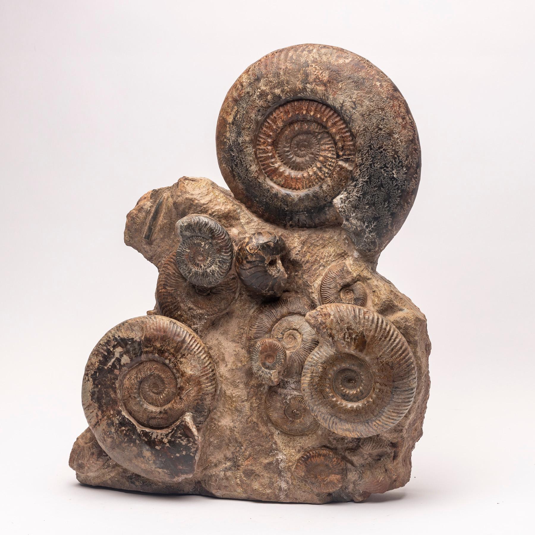This natural fossil form, museum quality ammonite cluster from Madagascar comes from the Cretaceous period around 65 million years old.
 