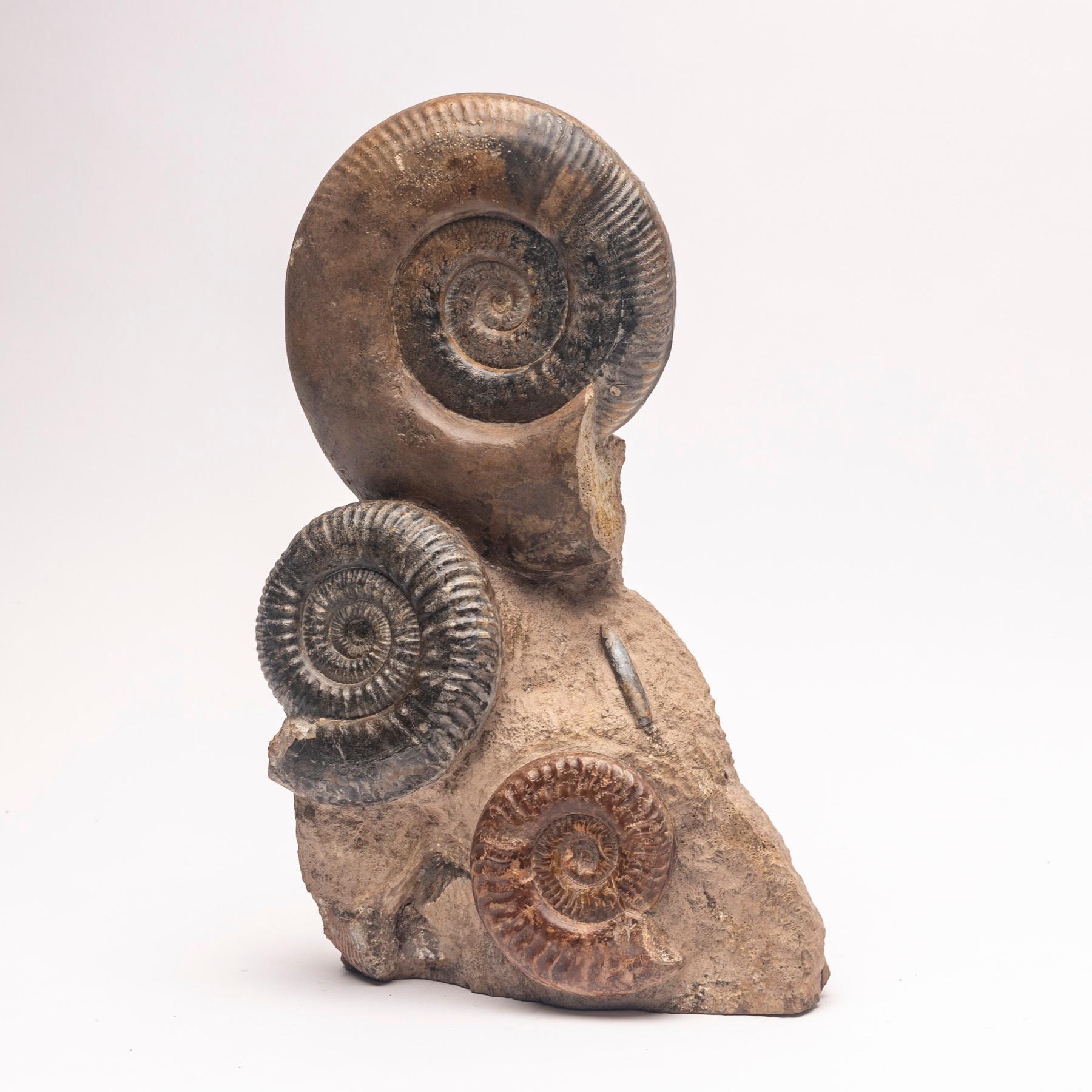 This natural fossil form, museum quality ammonite cluster from Madagascar comes from the Cretaceous period around 65 million years old.
 