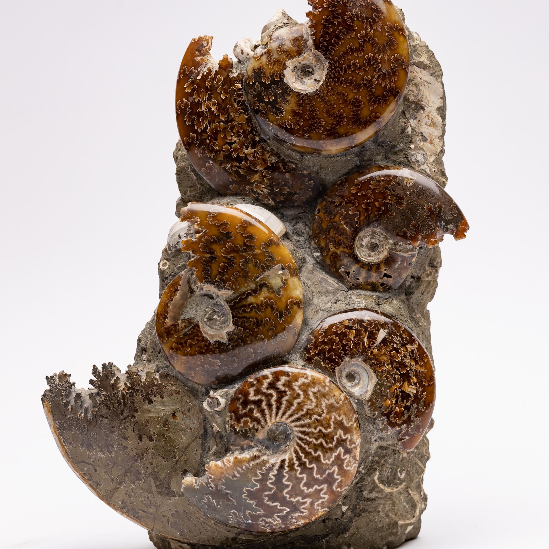 modern ammonites