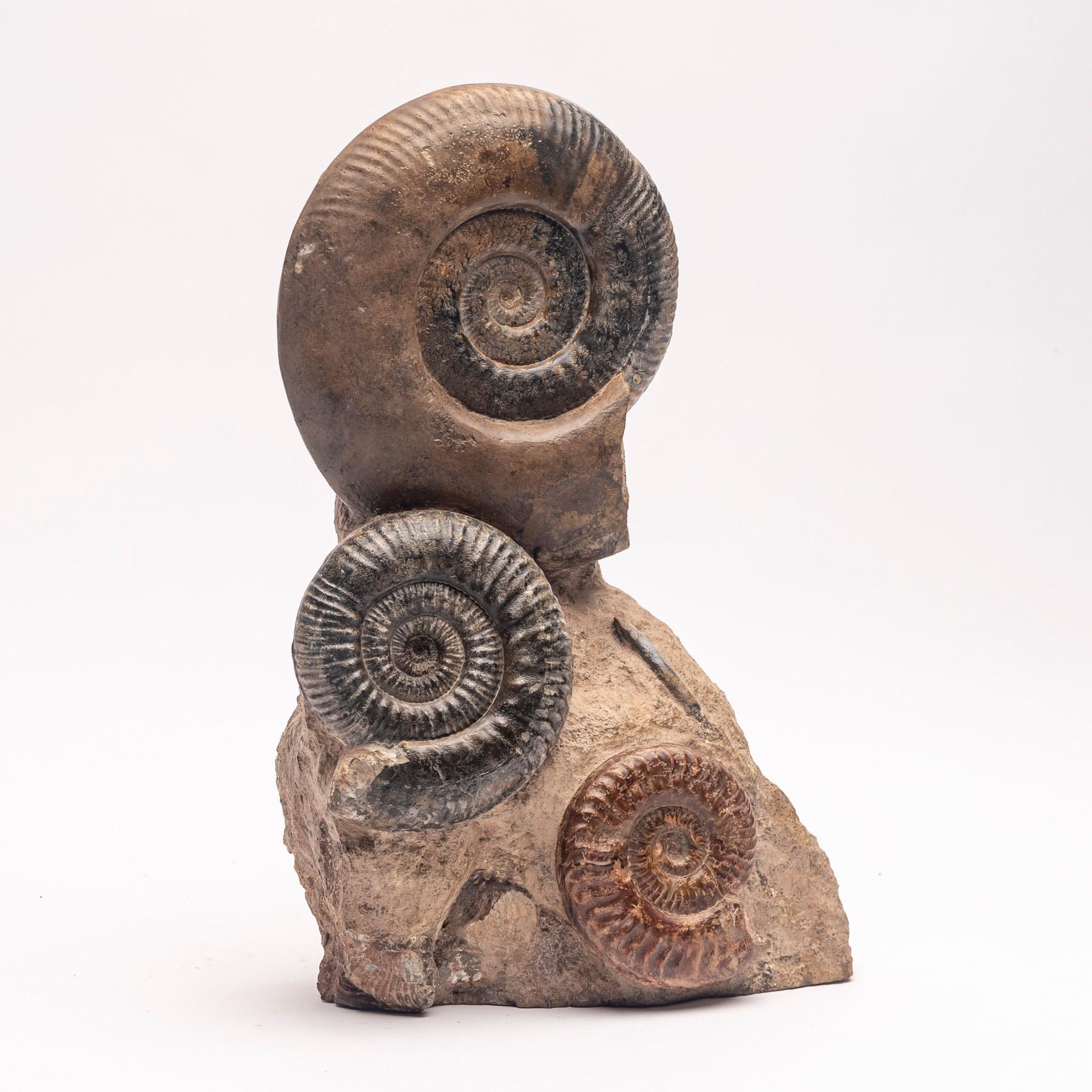 Organic Modern Free Standing Fossil Ammonite Cluster from Madagascar, Cretaceous Period
