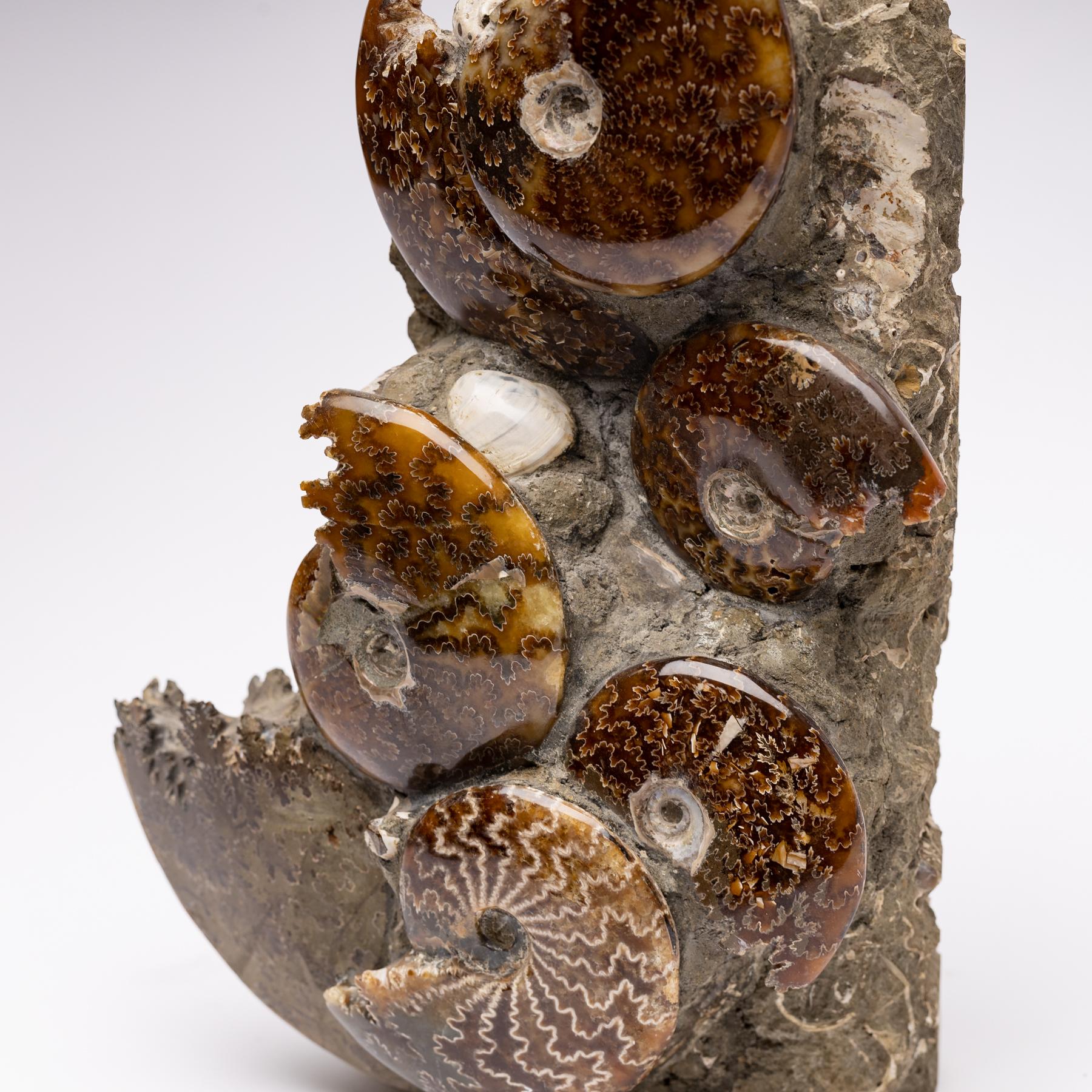ammonite fossil cluster
