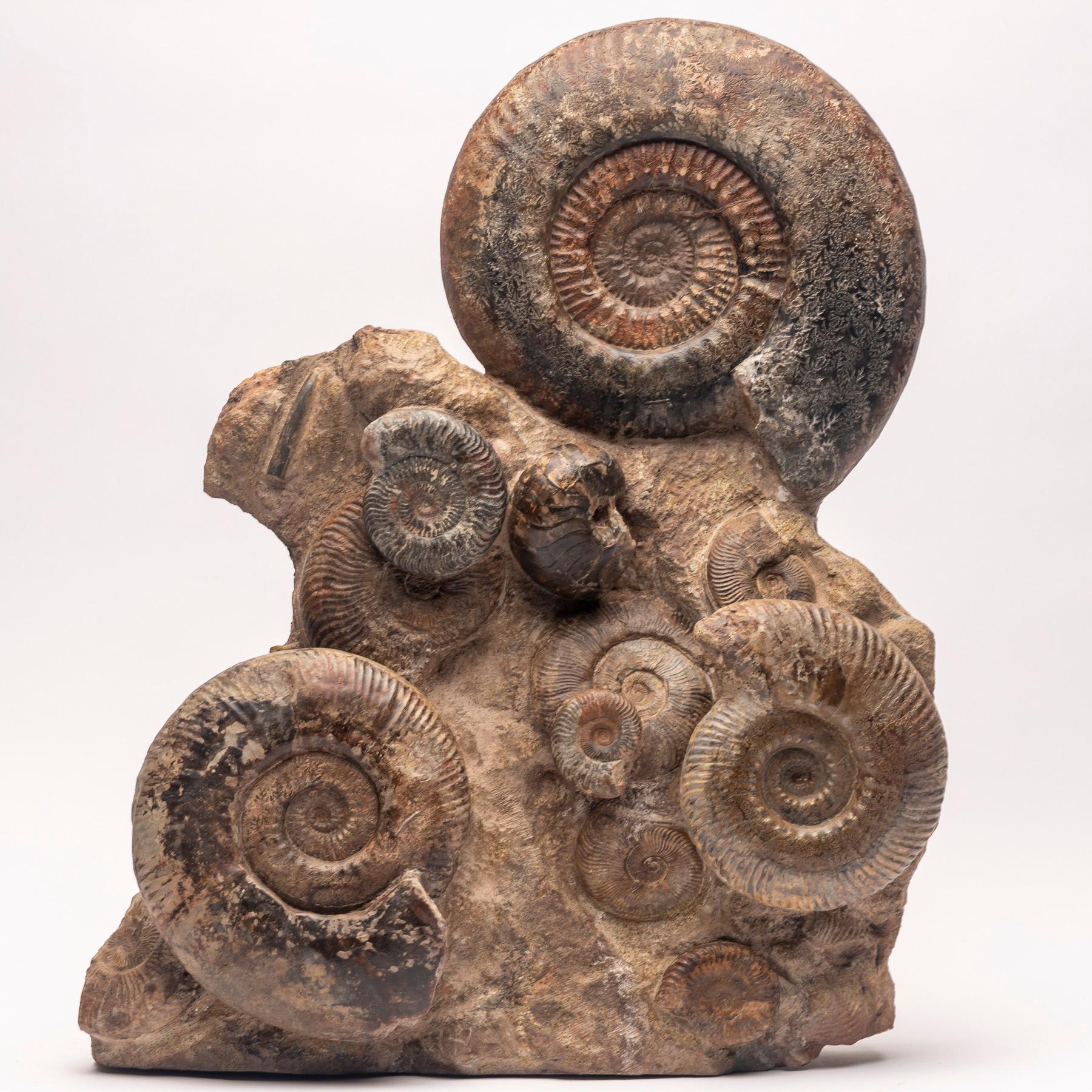 Organic Modern Free Standing Fossil Ammonite Cluster from Madagascar, Cretaceous Period