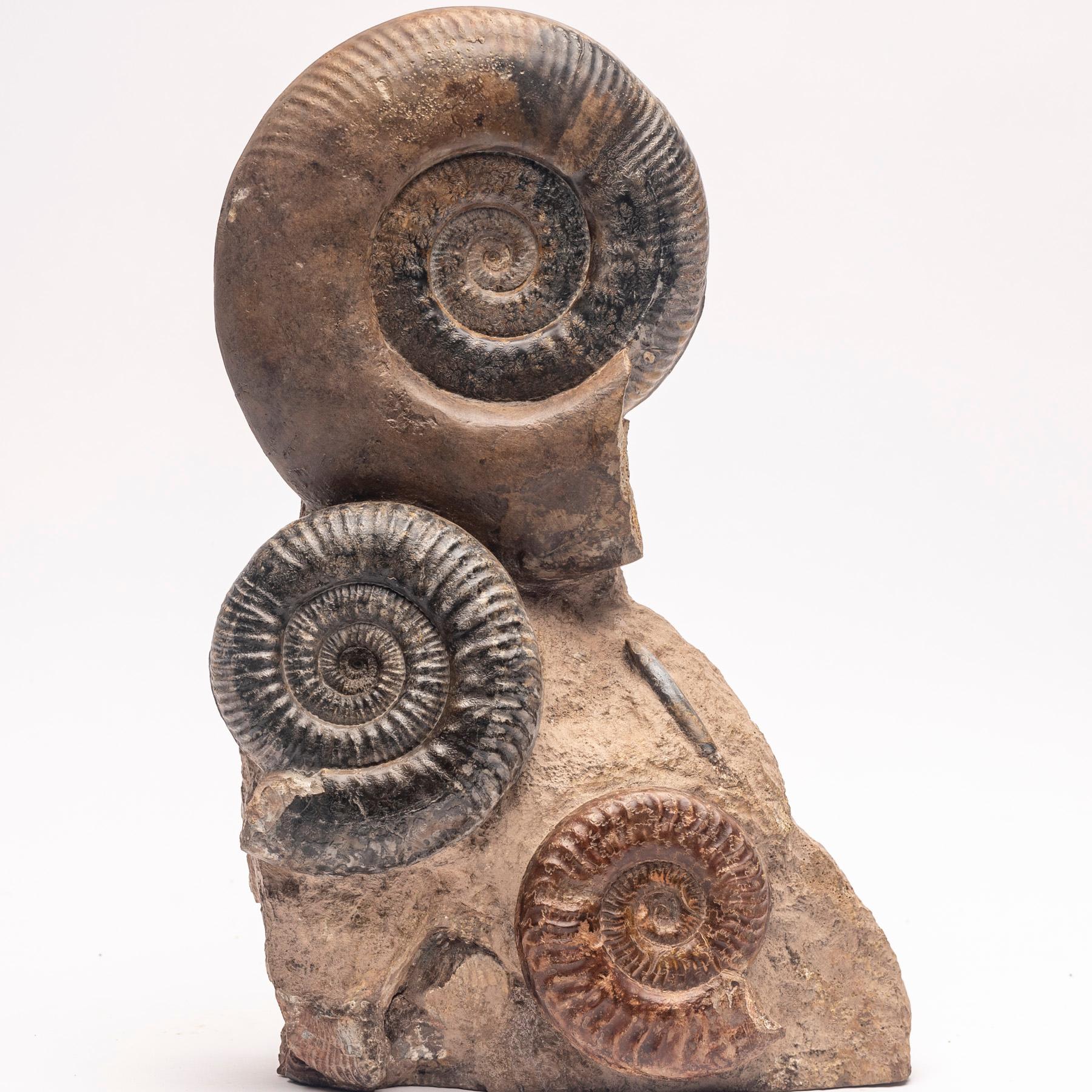 Mexican Free Standing Fossil Ammonite Cluster from Madagascar, Cretaceous Period