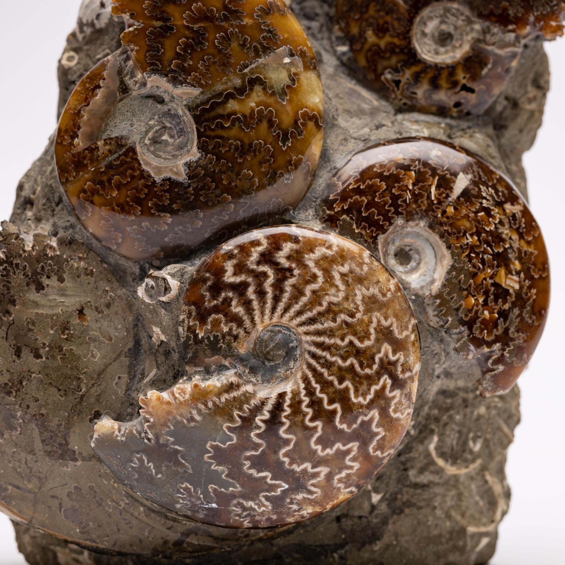 ammonite era