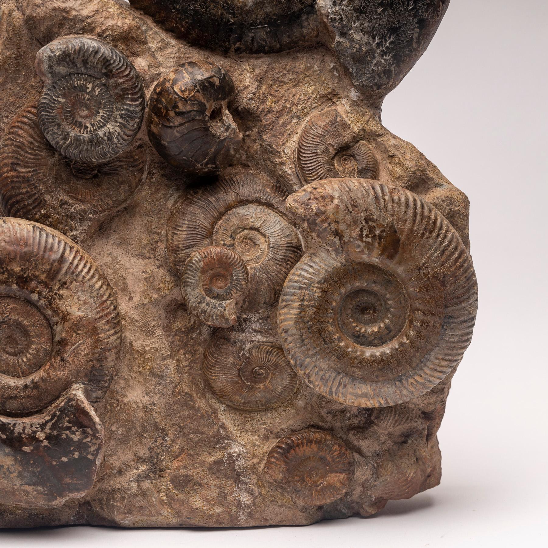 Mexican Free Standing Fossil Ammonite Cluster from Madagascar, Cretaceous Period