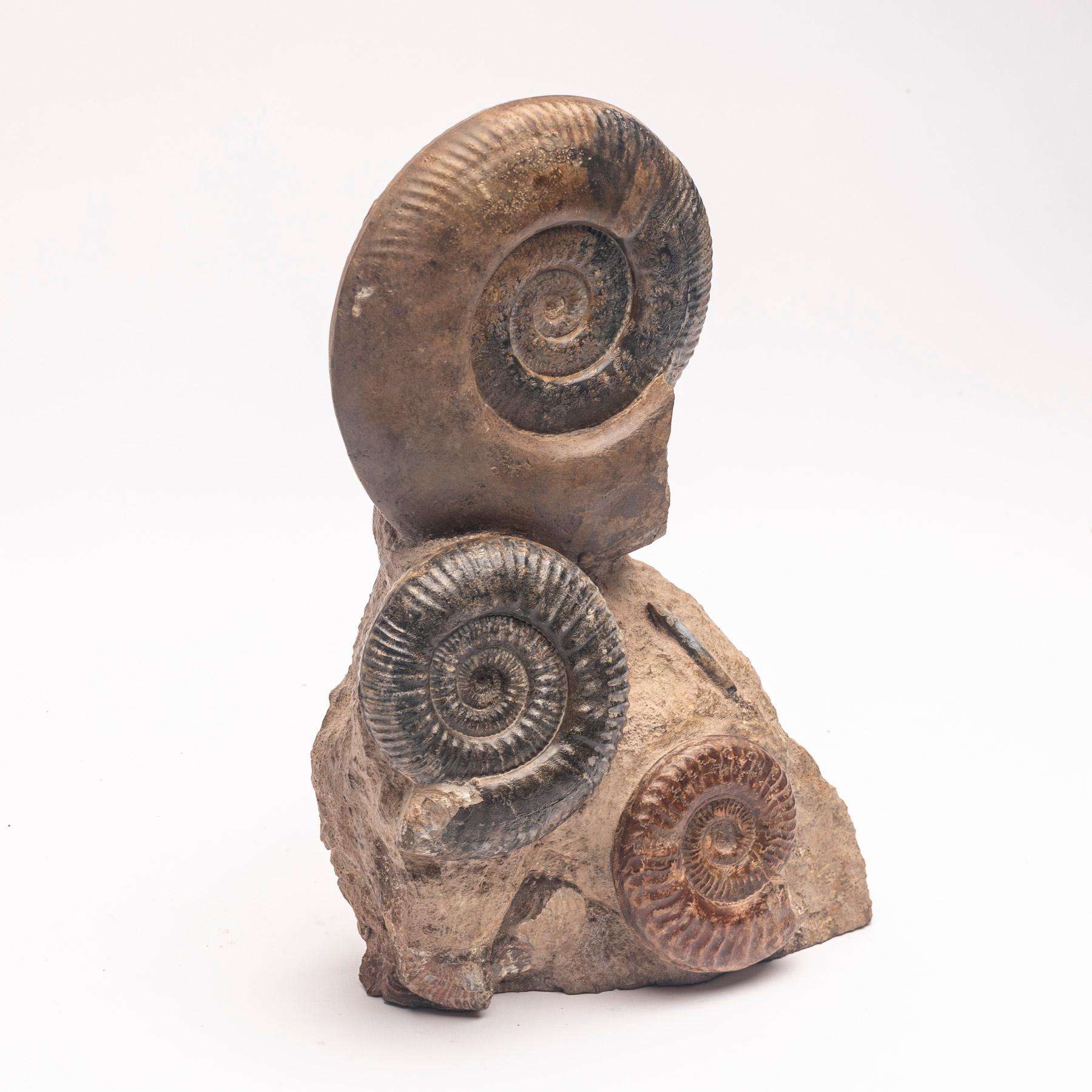 Free Standing Fossil Ammonite Cluster from Madagascar, Cretaceous Period In New Condition In Polanco, CDMX