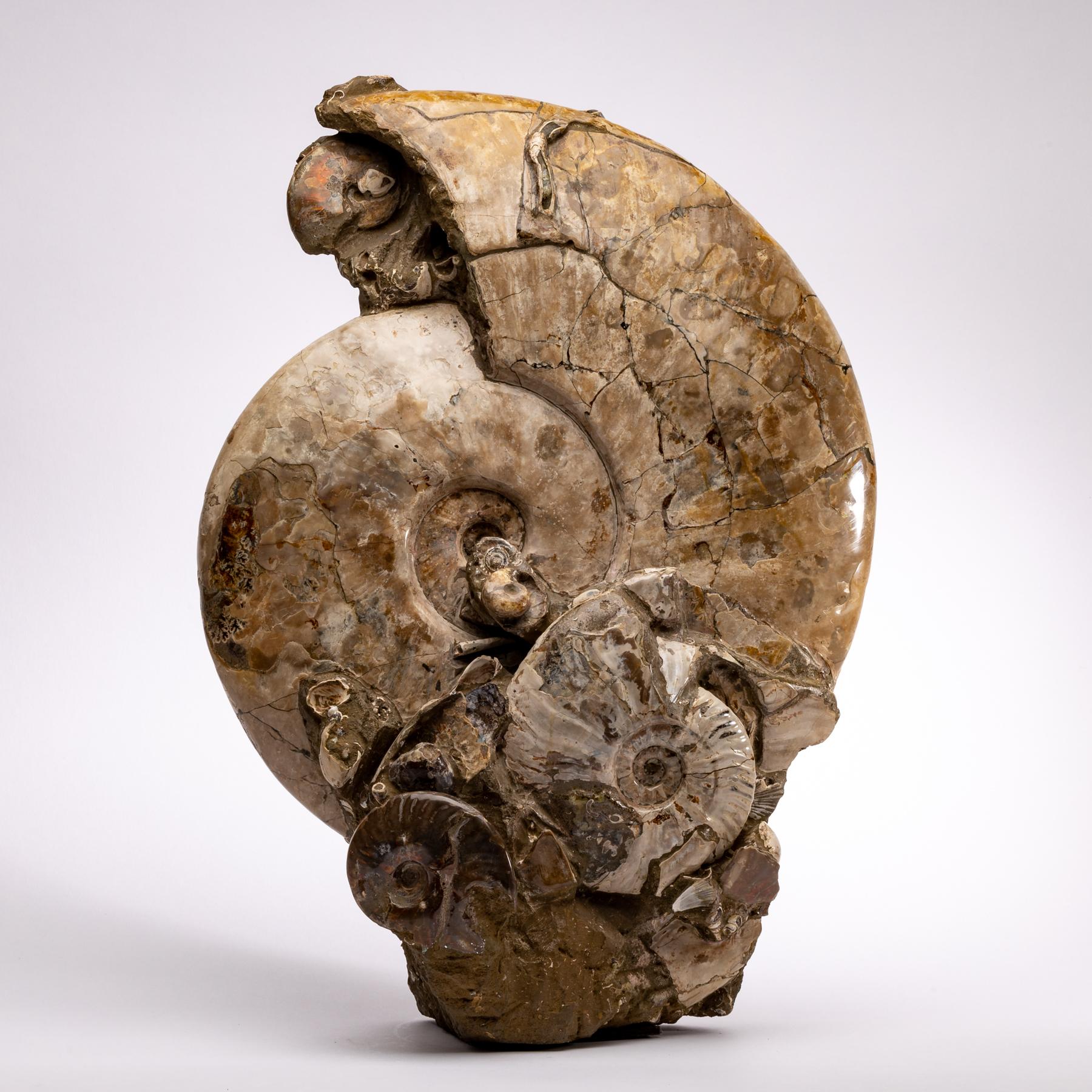 Contemporary Free Standing Fossil Ammonite Cluster from Madagascar, Cretaceous Period