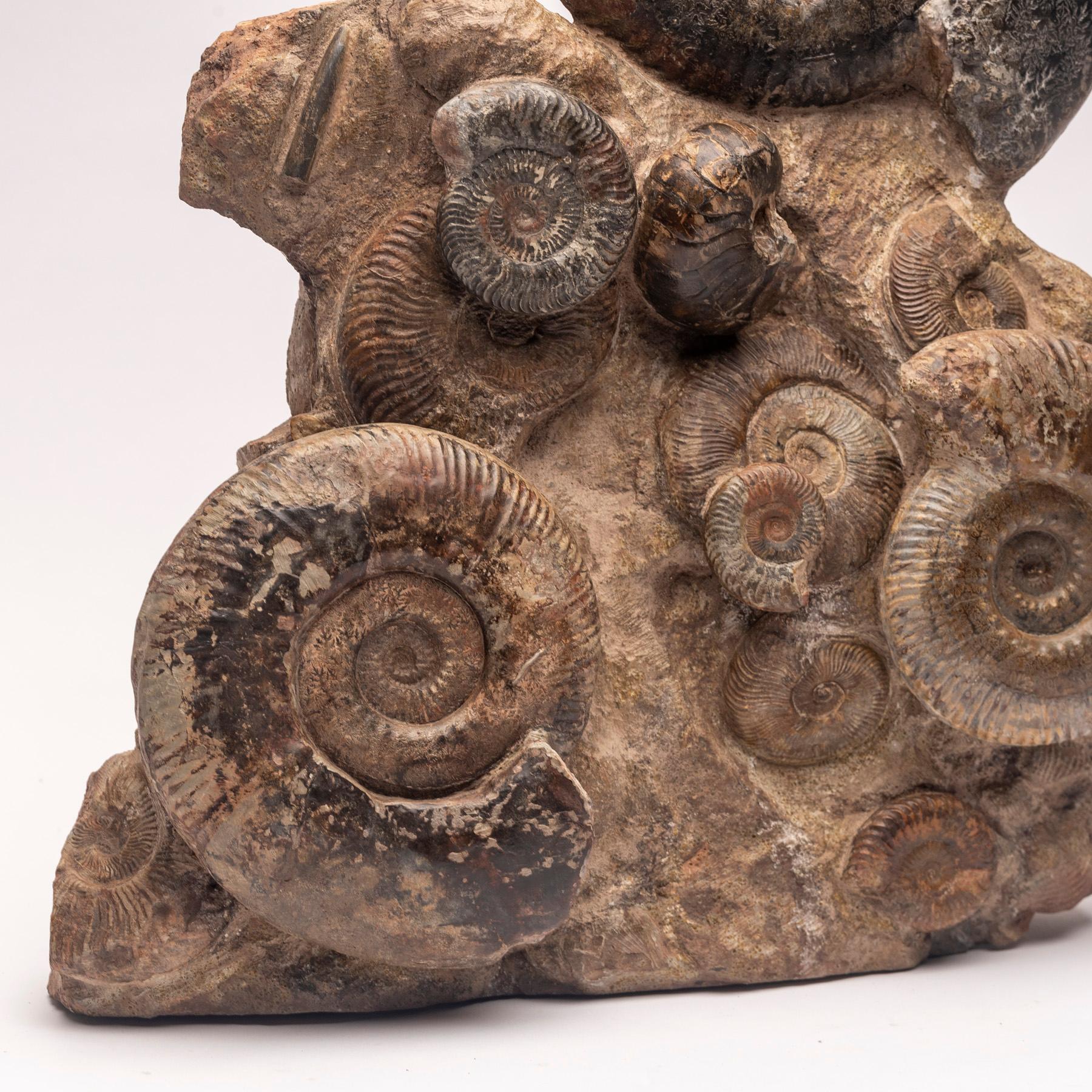 Free Standing Fossil Ammonite Cluster from Madagascar, Cretaceous Period In New Condition In Polanco, CDMX