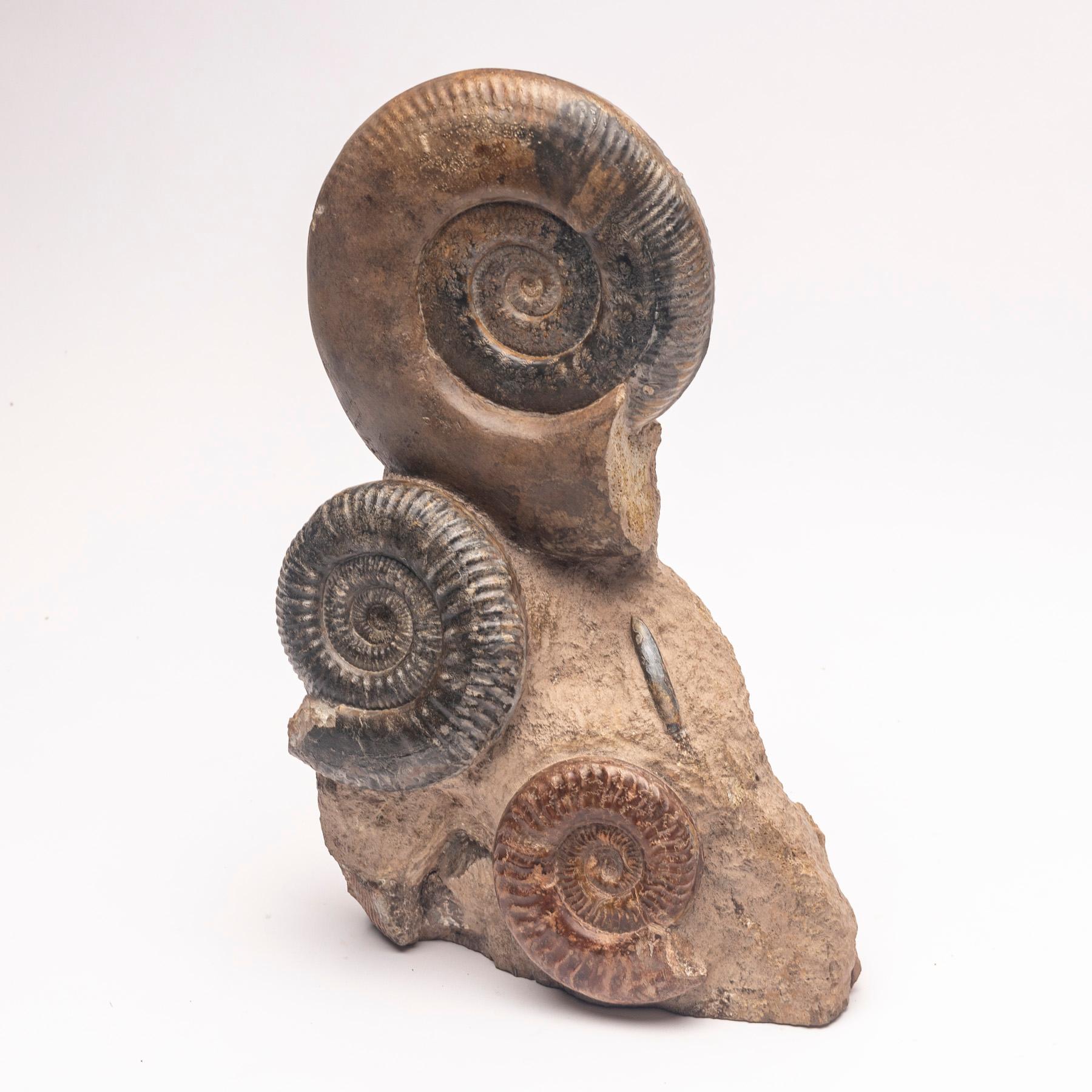 Contemporary Free Standing Fossil Ammonite Cluster from Madagascar, Cretaceous Period