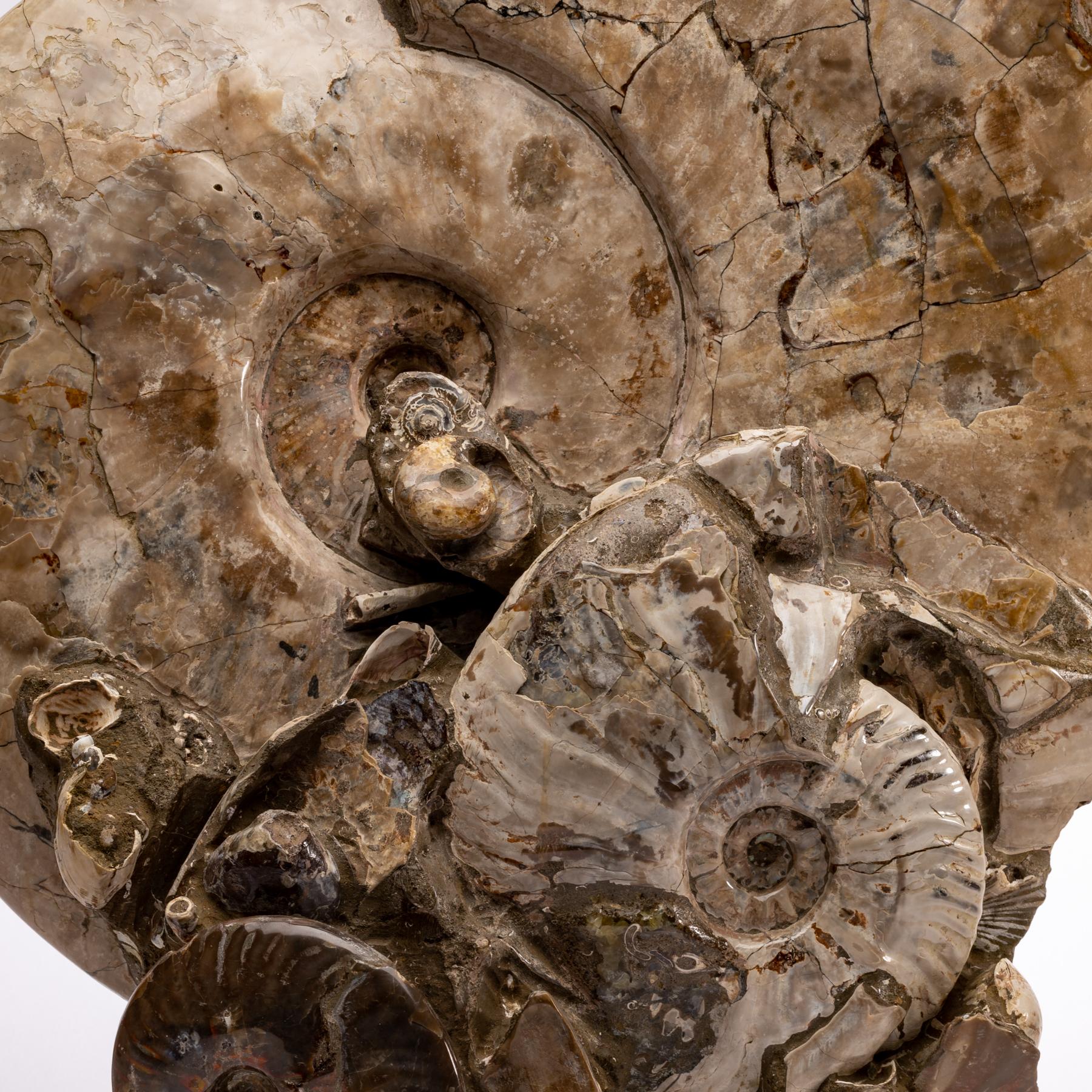 Free Standing Fossil Ammonite Cluster from Madagascar, Cretaceous Period 1