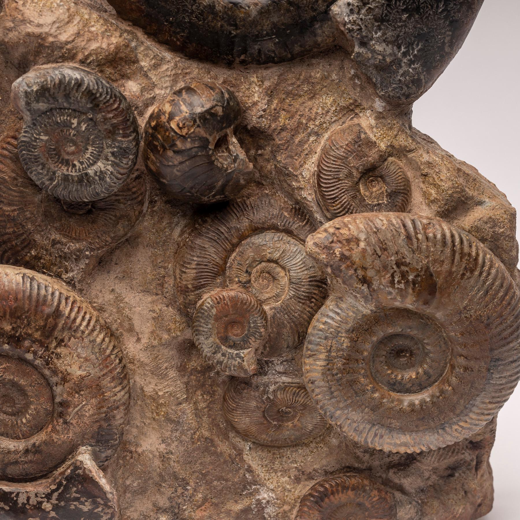 Other Free Standing Fossil Ammonite Cluster from Madagascar, Cretaceous Period
