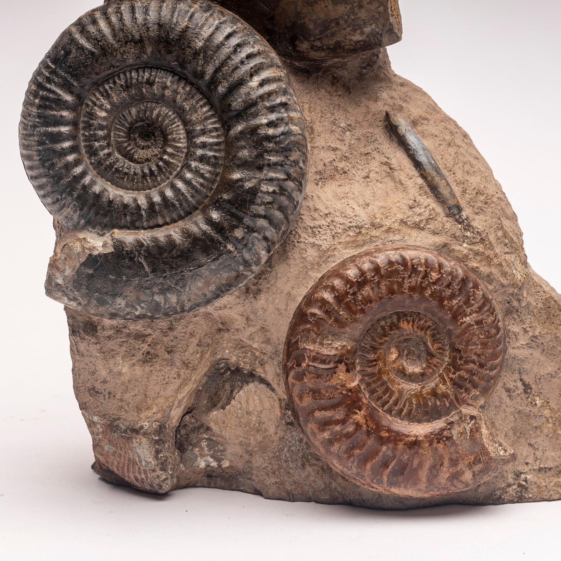 Free Standing Fossil Ammonite Cluster from Madagascar, Cretaceous Period 1