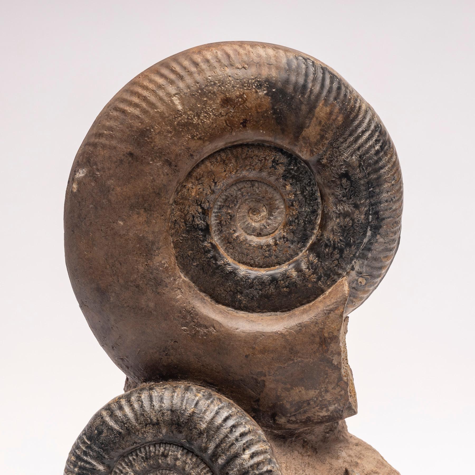 Free Standing Fossil Ammonite Cluster from Madagascar, Cretaceous Period 2