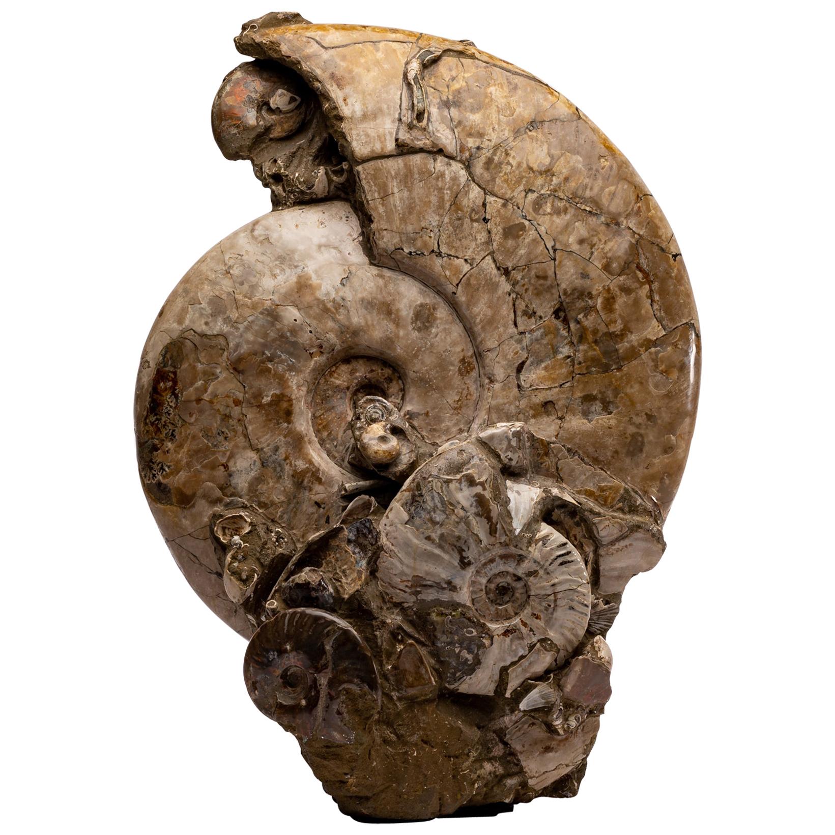 Free Standing Fossil Ammonite Cluster from Madagascar, Cretaceous Period at 1stDibs