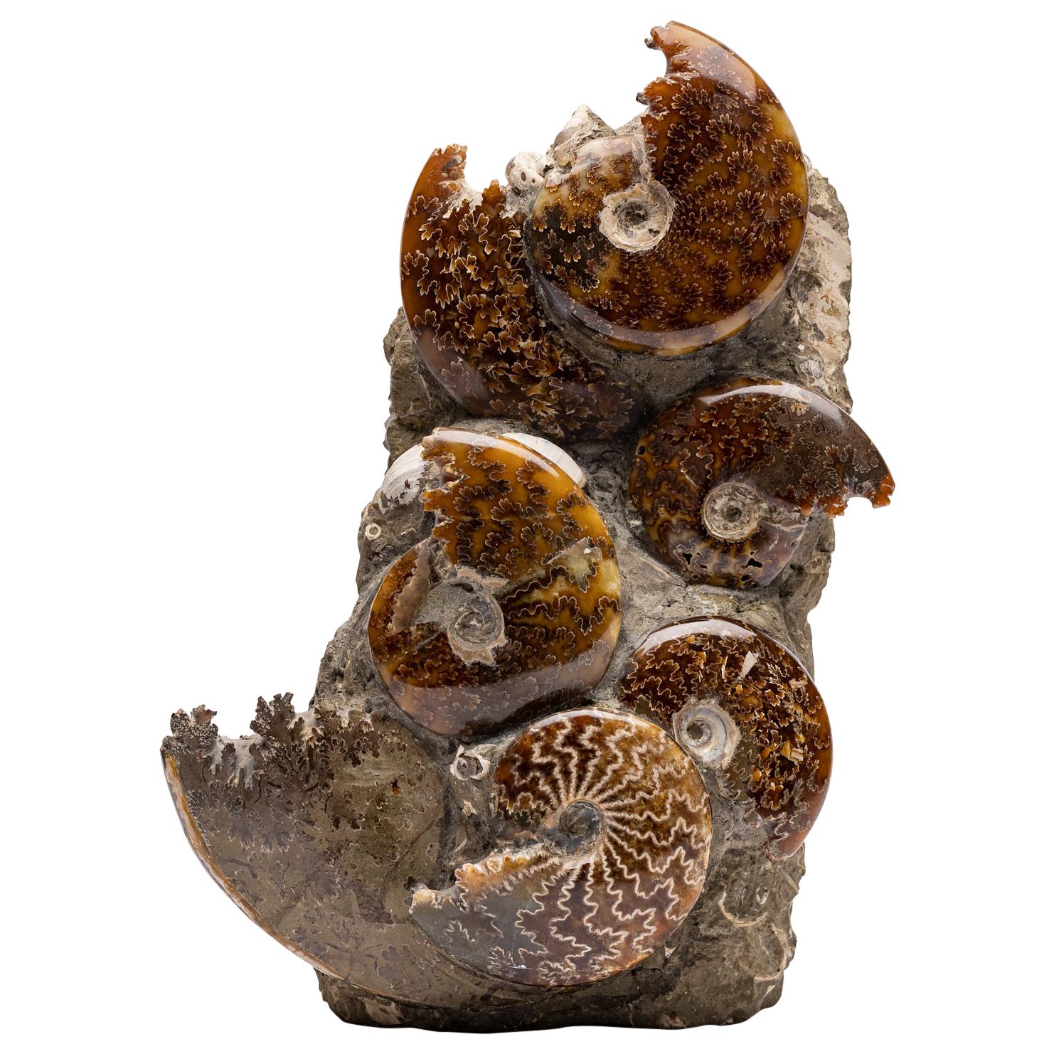 Free Standing Fossil Ammonite Cluster from Madagascar, Cretaceous Period