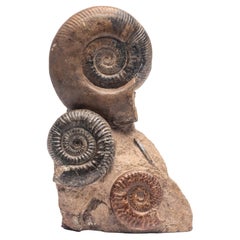 Free Standing Fossil Ammonite Cluster from Madagascar, Cretaceous Period