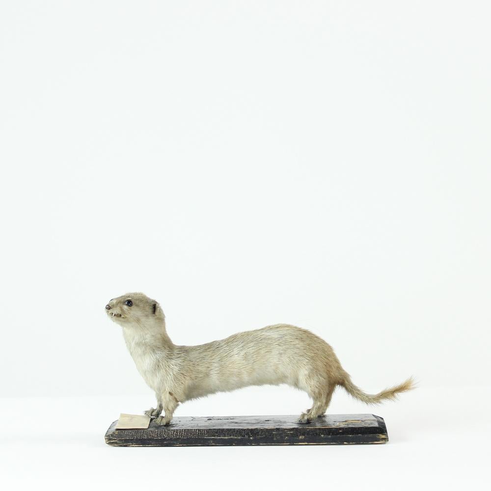 Beautiful taxidermy item of a little weasel, lat. Mustela nivalis. Produced as a school model in 1940s. The animal stands on a wooden plank in black color. There is a description paper on the item which states 