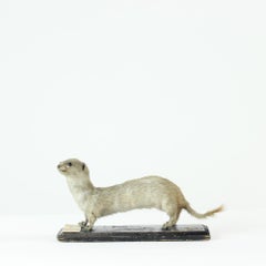 Freestanding Taxidermy Weasel on Wood, Czechoslovakia, 1940s