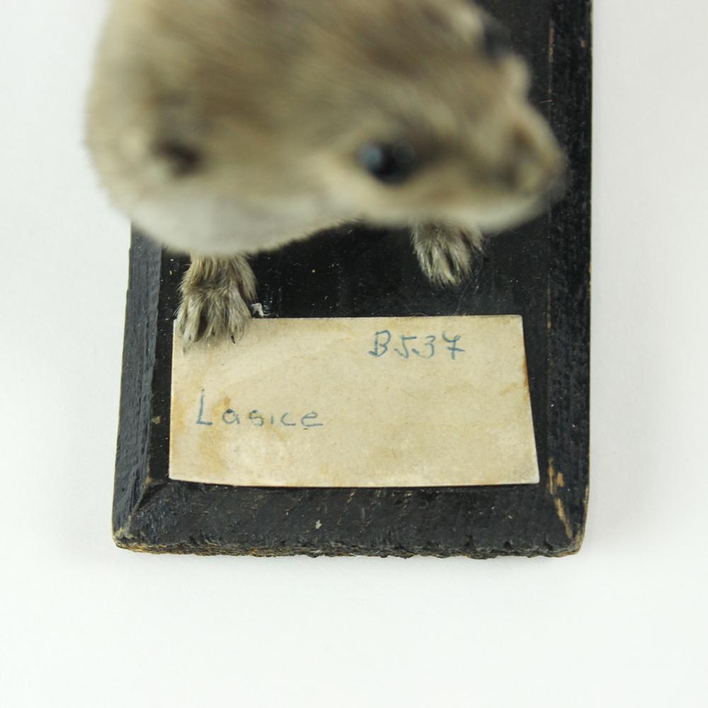 Freestanding Taxidermy Weasel on Wood, Czechoslovakia, 1940s In Good Condition In Zohor, SK