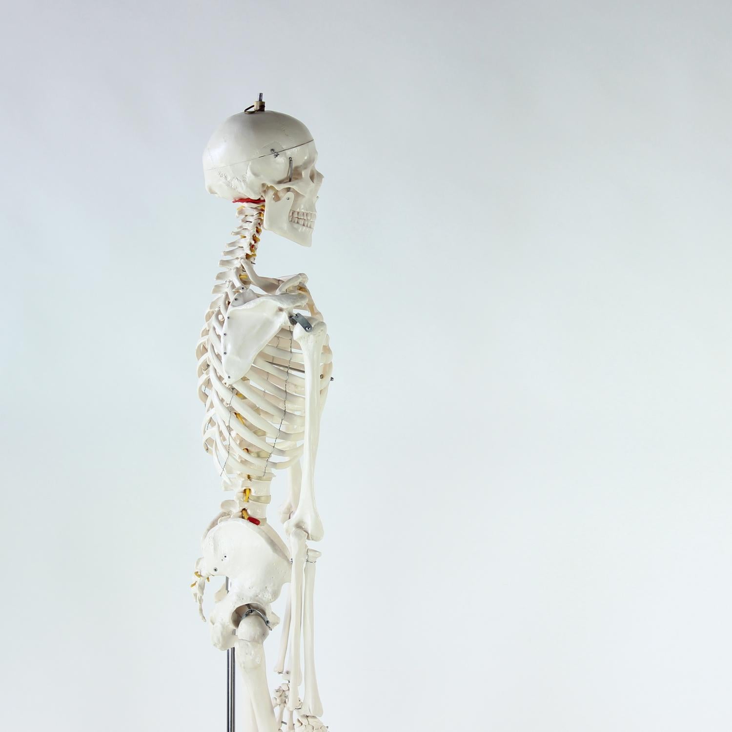Freestanding Vintage Human Skeleton Anatomy Model, Czechoslovakia 1980s For Sale 4