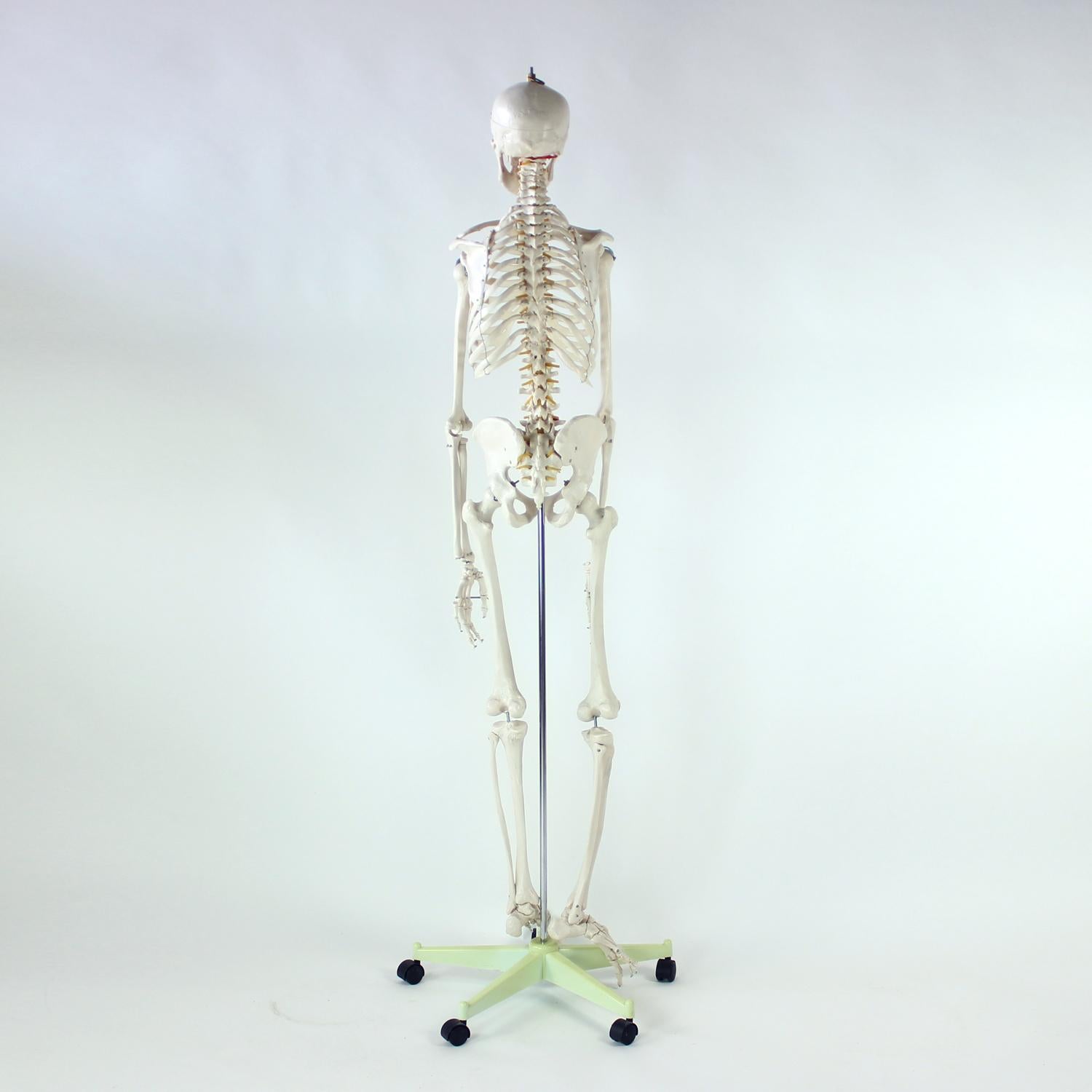 Freestanding Vintage Human Skeleton Anatomy Model, Czechoslovakia 1980s For Sale 5