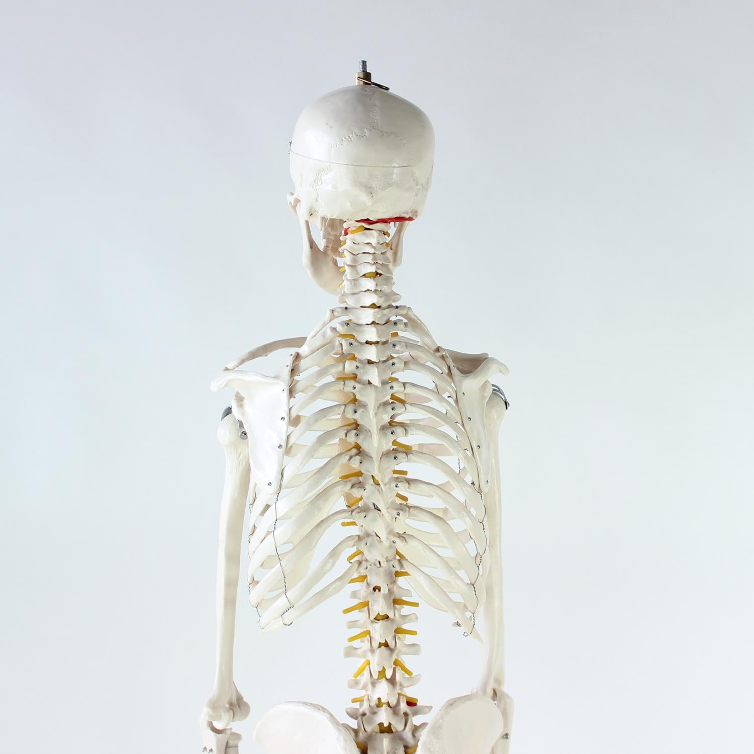 Freestanding Vintage Human Skeleton Anatomy Model, Czechoslovakia 1980s For Sale 6