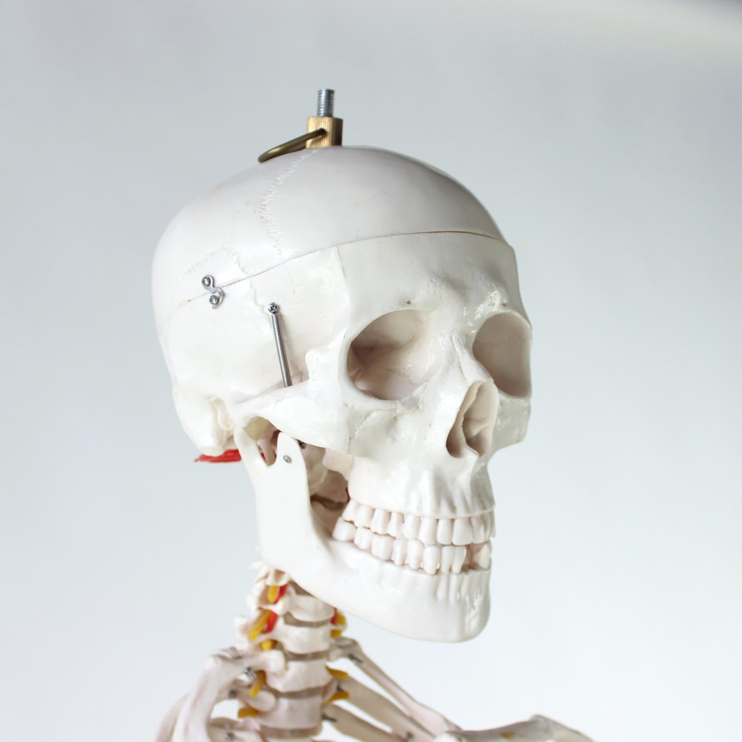 Freestanding Vintage Human Skeleton Anatomy Model, Czechoslovakia 1980s For Sale 7