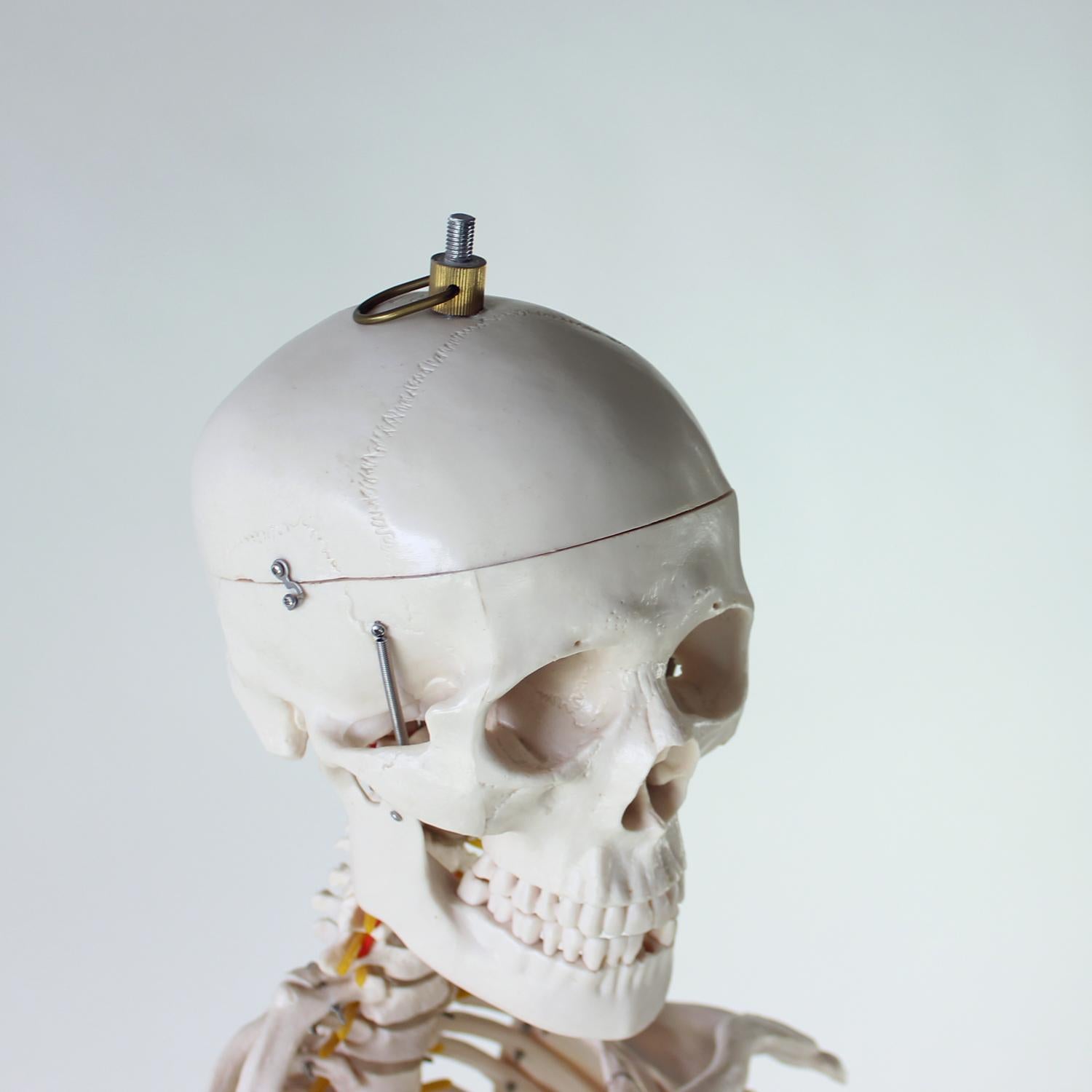 Freestanding Vintage Human Skeleton Anatomy Model, Czechoslovakia 1980s For Sale 8