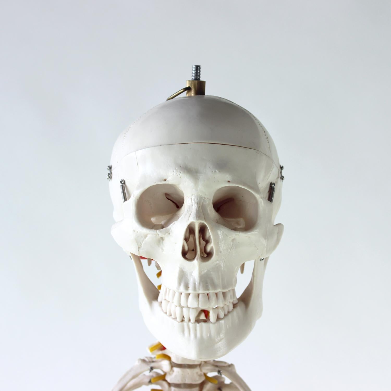 Freestanding Vintage Human Skeleton Anatomy Model, Czechoslovakia 1980s For Sale 9